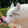 Alisha