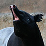 Dlaware