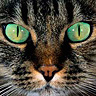 Derpcat